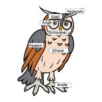 euleh|eulen für kinder erklärt.